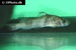 batasio affinis batasio affinis