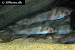 batasio affinis batasio affinis