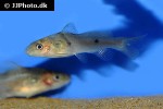batasio fluviatilis batasio fluviatilis