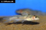 batasio fluviatilis batasio fluviatilis