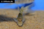 batasio fluviatilis batasio fluviatilis