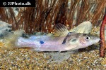 batasio fluviatilis batasio fluviatilis