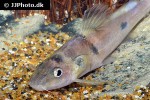 batasio fluviatilis batasio fluviatilis