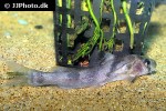 batasio merianiensis batasio merianiensis