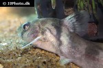 batasio merianiensis batasio merianiensis