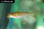 chrysichthys auratus chrysichthys auratus