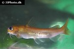 chrysichthys auratus chrysichthys auratus