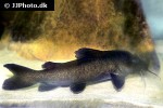 chrysichthys brachynema chrysichthys brachynema