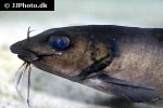 chrysichthys brachynema chrysichthys brachynema