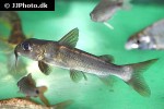 chrysichthys nigrodigitatus chrysichthys nigrodigitatus