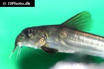 chrysichthys nigrodigitatus chrysichthys nigrodigitatus