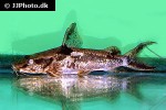 chrysichthys ornatus chrysichthys ornatus