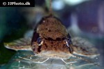 chrysichthys ornatus chrysichthys ornatus