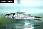 clarotes laticeps clarotes laticeps