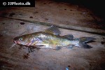 hemibagrus nemurus hemibagrus nemurus
