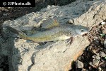 hemibagrus nemurus hemibagrus nemurus