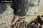 hemibagrus nemurus hemibagrus nemurus