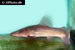 hemibagrus nemurus hemibagrus nemurus