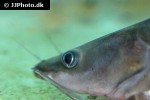 hemibagrus nemurus hemibagrus nemurus