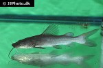 hemibagrus nemurus hemibagrus nemurus