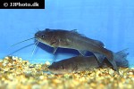 hemibagrus nemurus hemibagrus nemurus