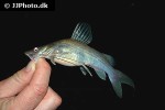 hemibagrus nemurus hemibagrus nemurus