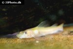 hemibagrus nemurus albino hemibagrus nemurus albino