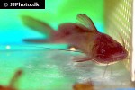 hemibagrus olyroides hemibagrus olyroides