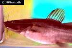 hemibagrus olyroides hemibagrus olyroides