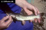 hemibagrus punctatus hemibagrus punctatus