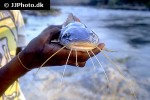 hemibagrus punctatus hemibagrus punctatus