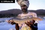hemibagrus punctatus hemibagrus punctatus