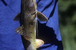 hemibagrus punctatus hemibagrus punctatus