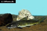 hemibagrus variegatus hemibagrus variegatus