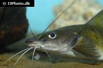 hemibagrus variegatus hemibagrus variegatus