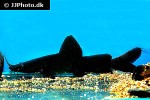 hemibagrus wyckii hemibagrus wyckii