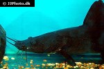 hemibagrus wyckii hemibagrus wyckii