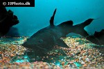 hemibagrus wyckii hemibagrus wyckii
