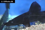 hemibagrus wyckii hemibagrus wyckii