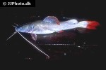 hemibagrus wyckioides hemibagrus wyckioides