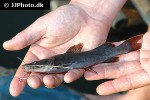 hemibagrus wyckioides hemibagrus wyckioides