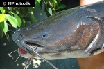 hemibagrus wyckioides hemibagrus wyckioides