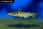 horabagrus brachysoma horabagrus brachysoma