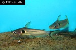 horabagrus brachysoma horabagrus brachysoma