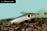 horabagrus brachysoma horabagrus brachysoma