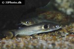 horabagrus brachysoma horabagrus brachysoma
