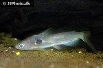 horabagrus brachysoma horabagrus brachysoma
