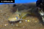 horabagrus brachysoma horabagrus brachysoma