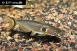 horabagrus brachysoma horabagrus brachysoma