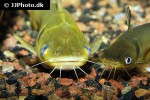 horabagrus brachysoma horabagrus brachysoma